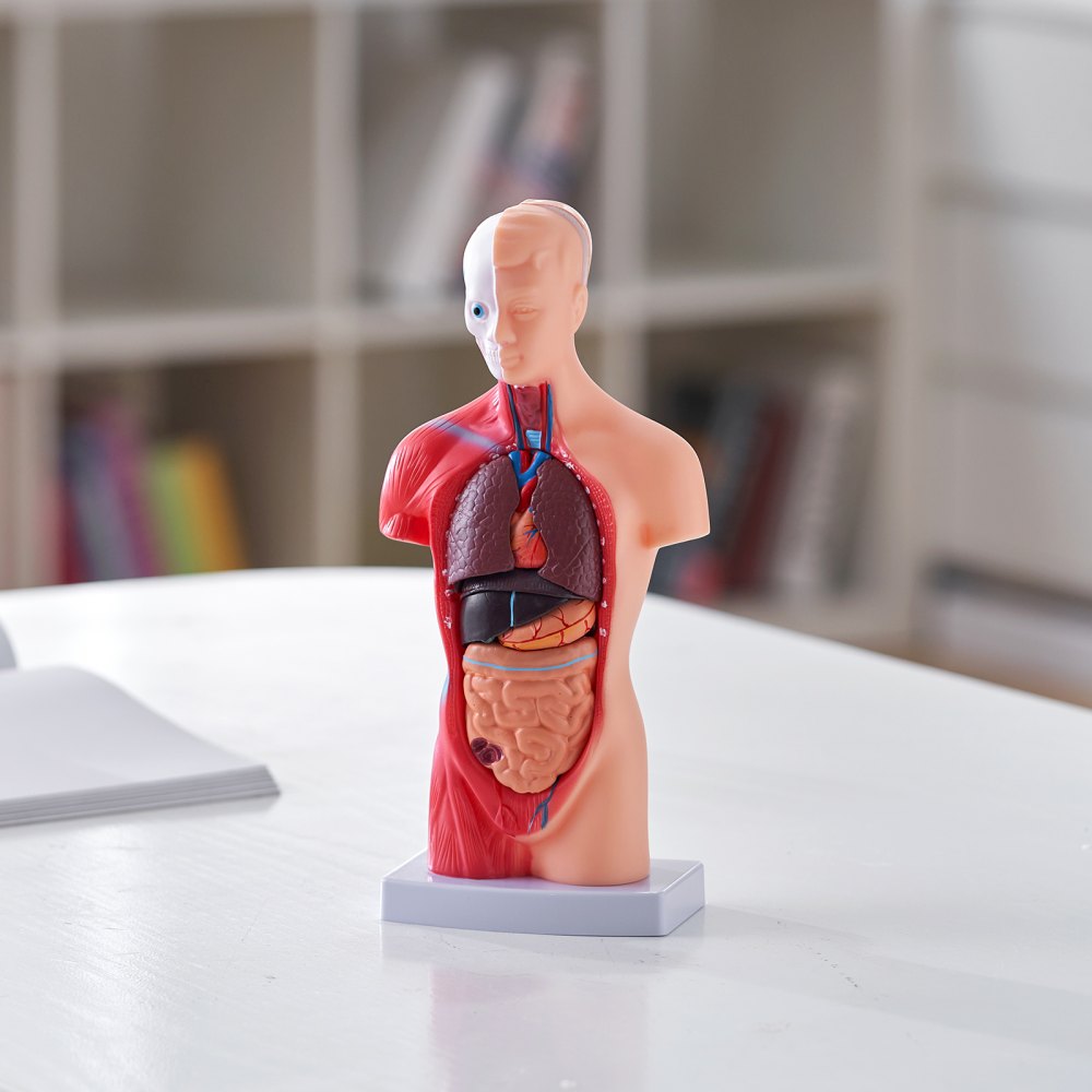 VEVOR Juego de Modelos Anatómicos Humanos 4 piezas, Cerebro, Corazón, Torso y Esqueleto, Tamaño Natural, Modelo de Enseñanza de PVC, Piezas Desmontables para Formación Médica, Escuela, Hospital