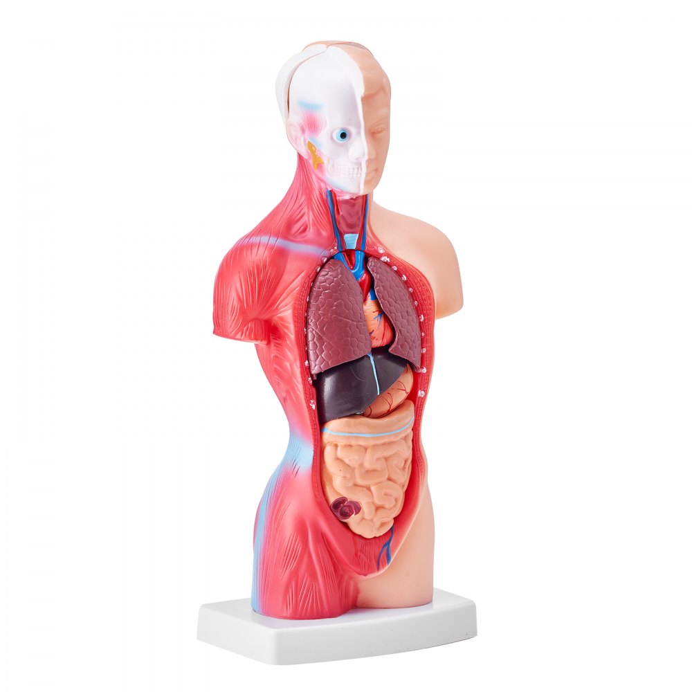 VEVOR Juego de Modelos Anatómicos Humanos 4 piezas, Cerebro, Corazón, Torso y Esqueleto, Tamaño Natural, Modelo de Enseñanza de PVC, Piezas Desmontables para Formación Médica, Escuela, Hospital