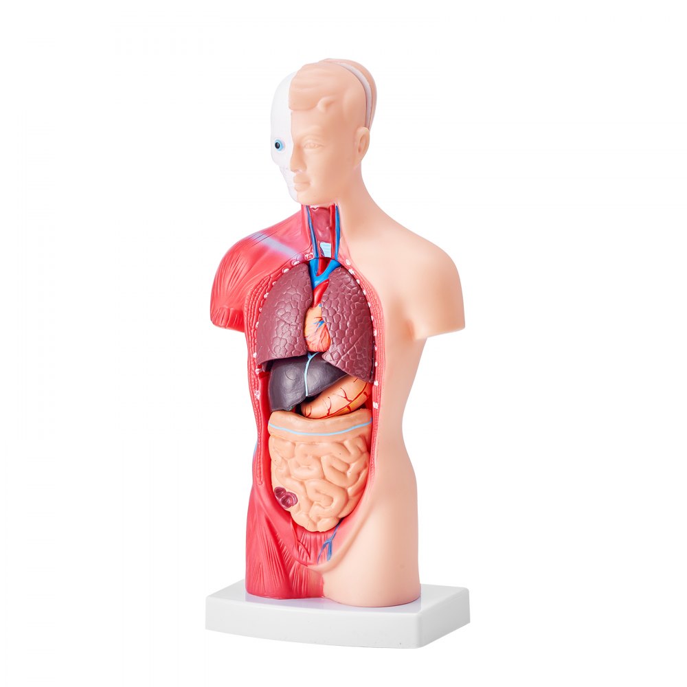 VEVOR Juego de Modelos Anatómicos Humanos 4 piezas, Cerebro, Corazón, Torso y Esqueleto, Tamaño Natural, Modelo de Enseñanza de PVC, Piezas Desmontables para Formación Médica, Escuela, Hospital