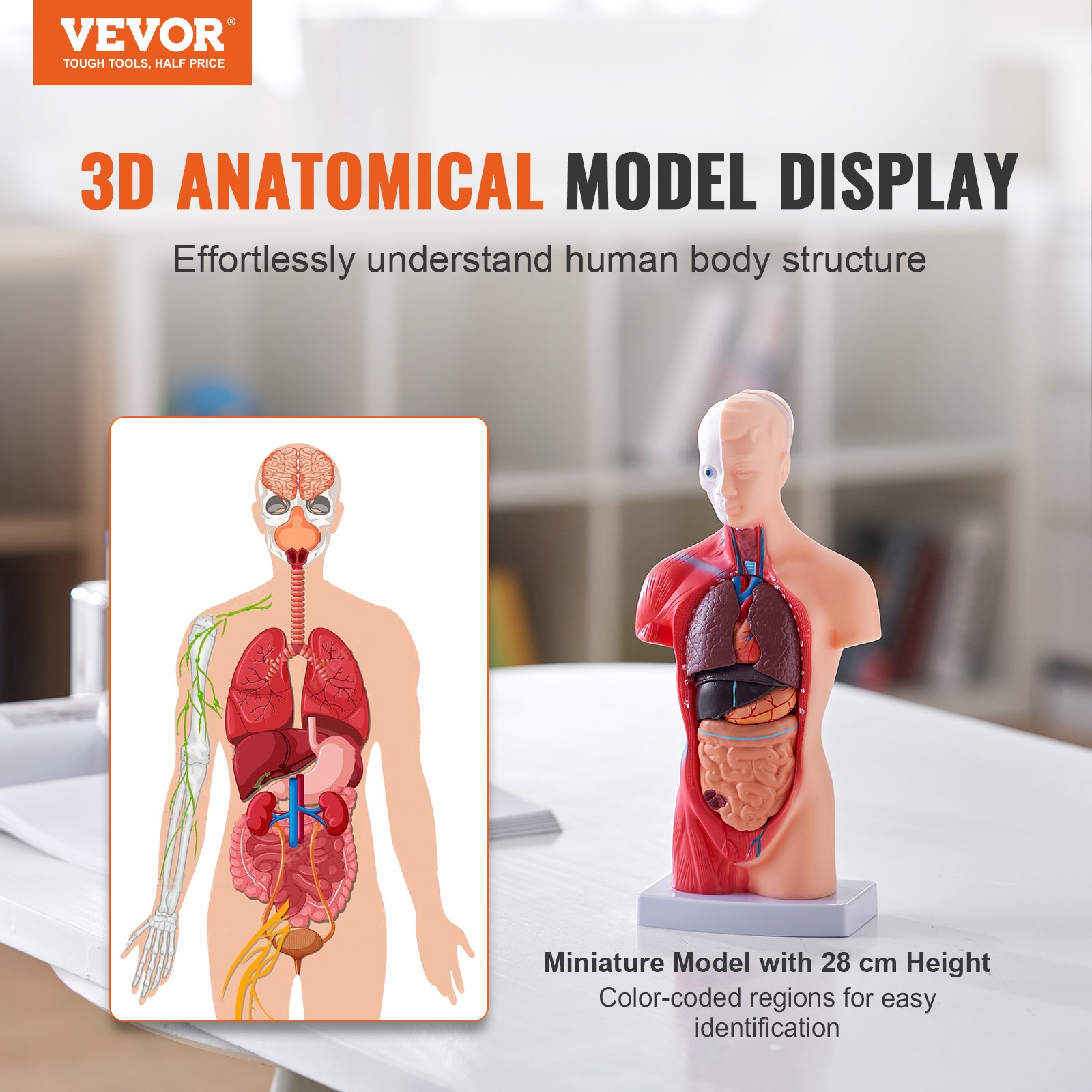 VEVOR Juego de Modelos Anatómicos Humanos 4 piezas, Cerebro, Corazón, Torso y Esqueleto, Tamaño Natural, Modelo de Enseñanza de PVC, Piezas Desmontables para Formación Médica, Escuela, Hospital