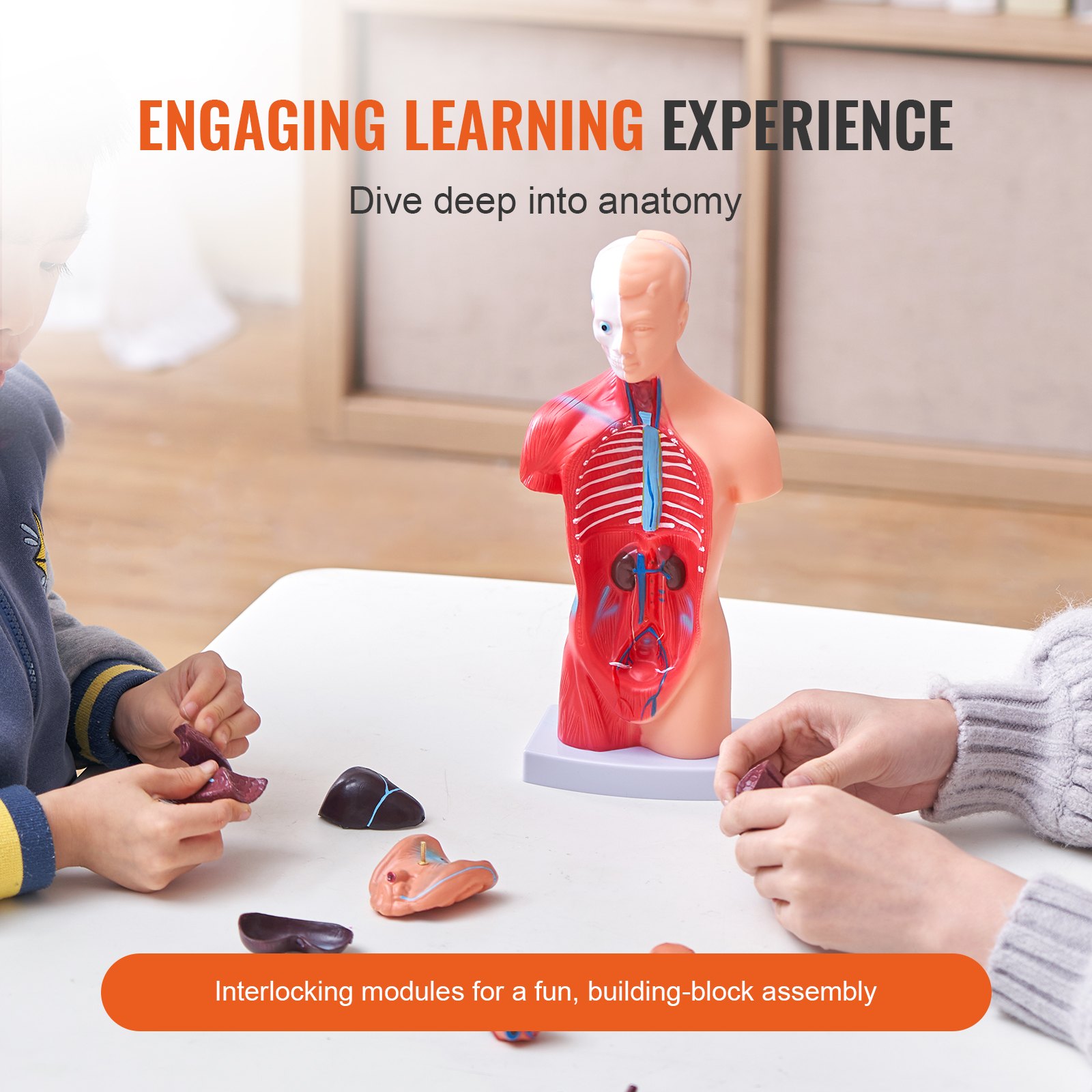 VEVOR Juego de Modelos Anatómicos Humanos 4 piezas, Cerebro, Corazón, Torso y Esqueleto, Tamaño Natural, Modelo de Enseñanza de PVC, Piezas Desmontables para Formación Médica, Escuela, Hospital