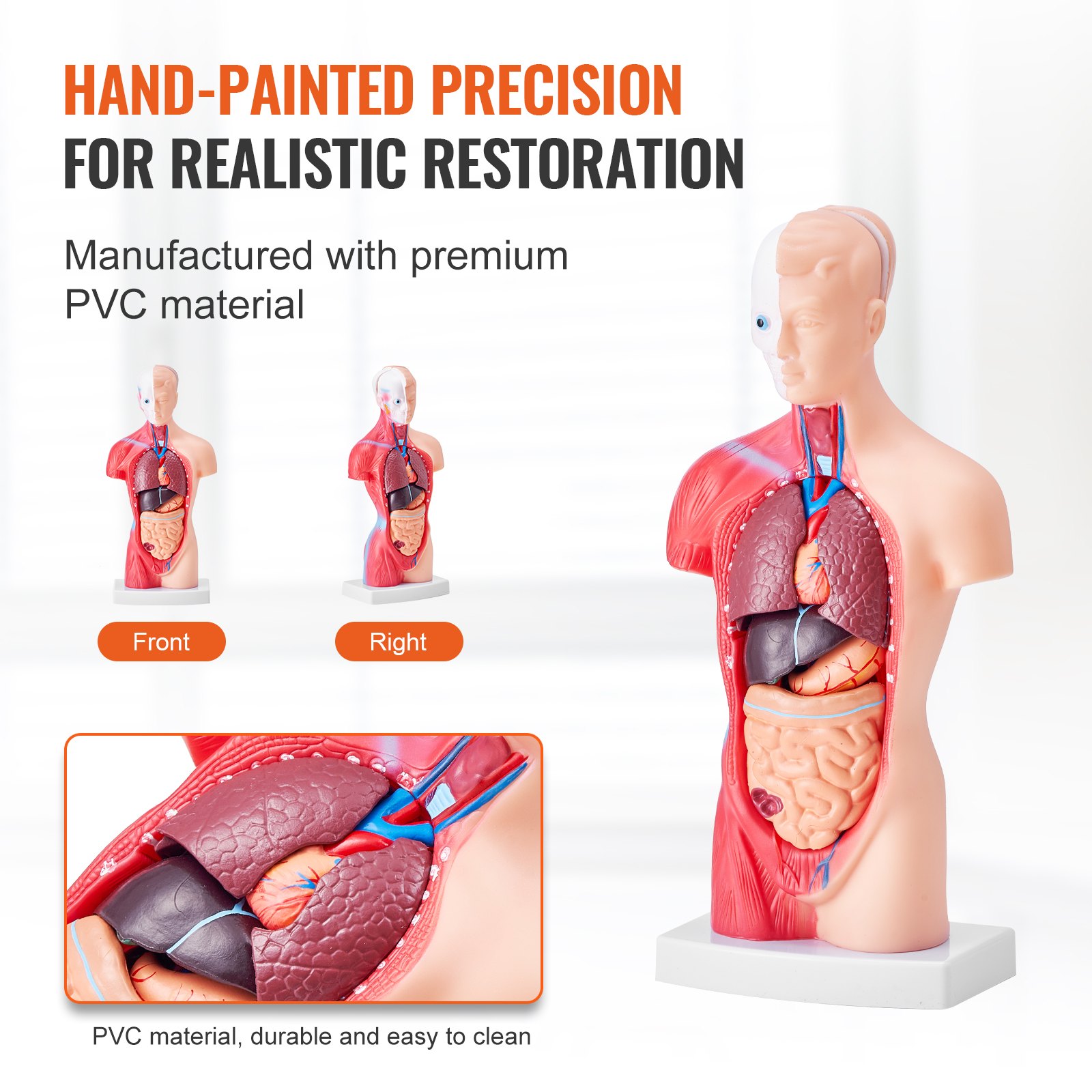 VEVOR Juego de Modelos Anatómicos Humanos 4 piezas, Cerebro, Corazón, Torso y Esqueleto, Tamaño Natural, Modelo de Enseñanza de PVC, Piezas Desmontables para Formación Médica, Escuela, Hospital
