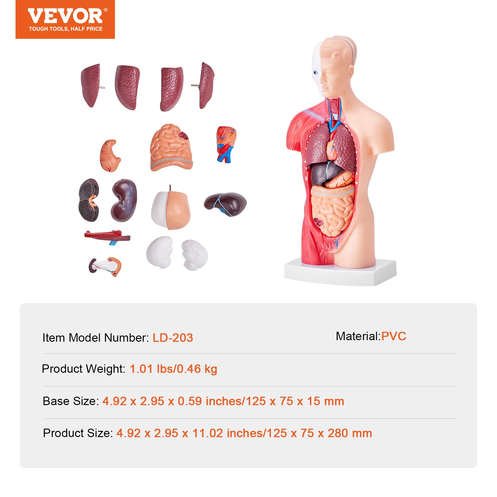 VEVOR Juego de Modelos Anatómicos Humanos 4 piezas, Cerebro, Corazón, Torso y Esqueleto, Tamaño Natural, Modelo de Enseñanza de PVC, Piezas Desmontables para Formación Médica, Escuela, Hospital