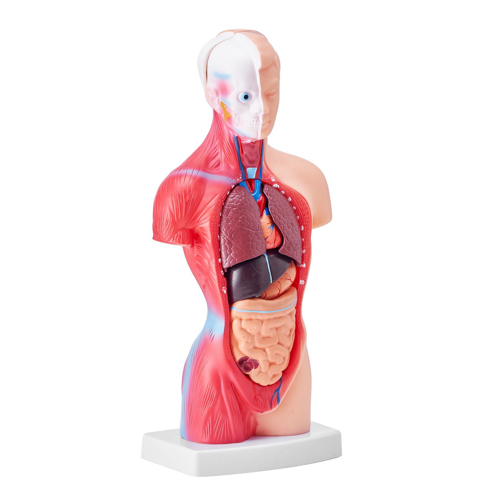 VEVOR Juego de Modelos Anatómicos Humanos 4 piezas, Cerebro, Corazón, Torso y Esqueleto, Tamaño Natural, Modelo de Enseñanza de PVC, Piezas Desmontables para Formación Médica, Escuela, Hospital