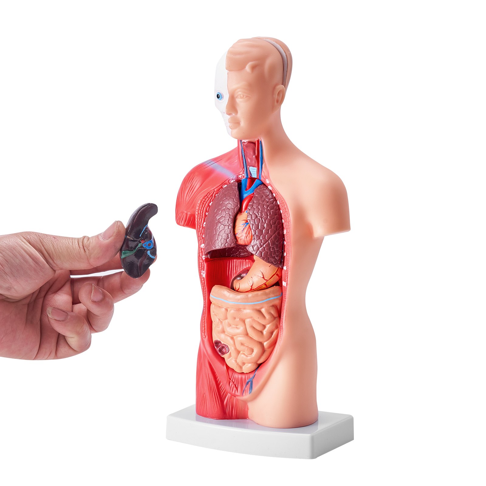 VEVOR Juego de Modelos Anatómicos Humanos 4 piezas, Cerebro, Corazón, Torso y Esqueleto, Tamaño Natural, Modelo de Enseñanza de PVC, Piezas Desmontables para Formación Médica, Escuela, Hospital