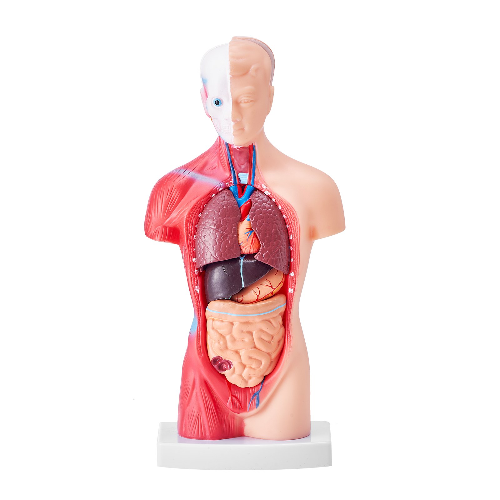 VEVOR Juego de Modelos Anatómicos Humanos 4 piezas, Cerebro, Corazón, Torso y Esqueleto, Tamaño Natural, Modelo de Enseñanza de PVC, Piezas Desmontables para Formación Médica, Escuela, Hospital