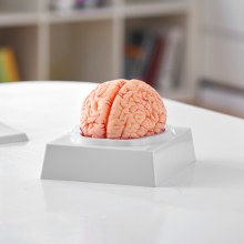 VEVOR Modelo de Cerebro Humano en 9 PCS Desmontables Modelo Anatómico de Cerebro de Tamaño Natural de PVC con Base de Exhibición para Enseñanza Formación Presentación Neurociencia Escuelas Hospitales