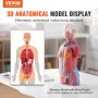 VEVOR Modelo de Torso Humano 20x15,1x45,5 cm Modelo Anatómico de Torso Humano Juego de 23 piezas Modelo de Enseñanza Médica de PVC con Órganos Internos Aprendizaje de Demostración Vívido y Realista