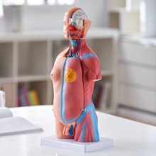 VEVOR Modelo de Torso Humano 20x15,1x45,5 cm Modelo Anatómico de Torso Humano Juego de 23 piezas Modelo de Enseñanza Médica de PVC con Órganos Internos Aprendizaje de Demostración Vívido y Realista