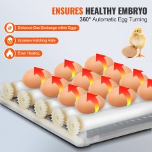 Incubadora de huevos VEVOR, incubadoras para huevos para incubar, giro automático de huevos, 12 huevos