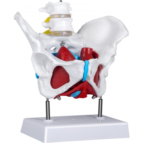 VEVOR Pelvis Femenina Médica Anatómica 20 x 15 x 20 cm Modelo de Pelvis Femenina con Base de PVC Modelo de Músculo del Piso Pélvico con 4 Partes Extraíbles de Tamaño Natural para Enseñanza Médica