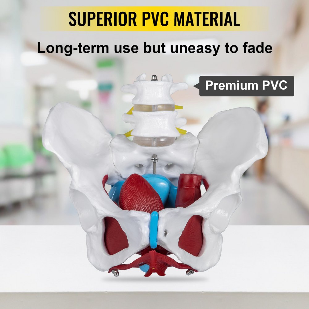 VEVOR Pelvis Femenina Médica Anatómica 20 x 15 x 20 cm Modelo de Pelvis Femenina con Base de PVC Modelo de Músculo del Piso Pélvico con 4 Partes Extraíbles de Tamaño Natural para Enseñanza Médica