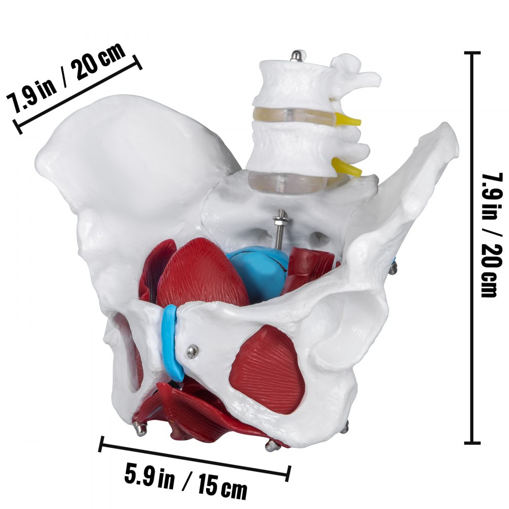 VEVOR Pelvis Femenina Médica Anatómica 20 x 15 x 20 cm Modelo de Pelvis Femenina con Base de PVC Modelo de Músculo del Piso Pélvico con 4 Partes Extraíbles de Tamaño Natural para Enseñanza Médica