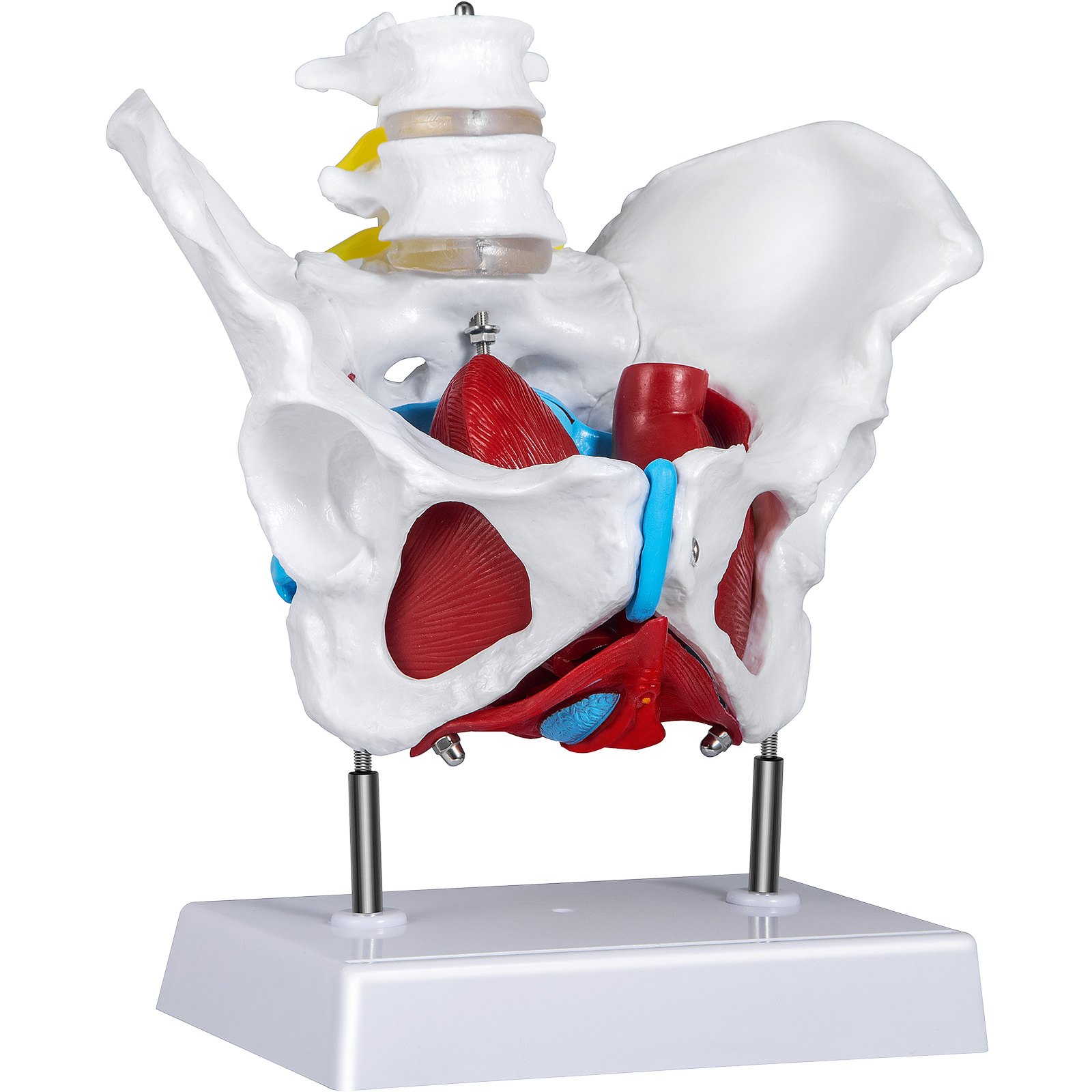 VEVOR Pelvis Femenina Médica Anatómica 20 x 15 x 20 cm Modelo de Pelvis Femenina con Base de PVC Modelo de Músculo del Piso Pélvico con 4 Partes Extraíbles de Tamaño Natural para Enseñanza Médica