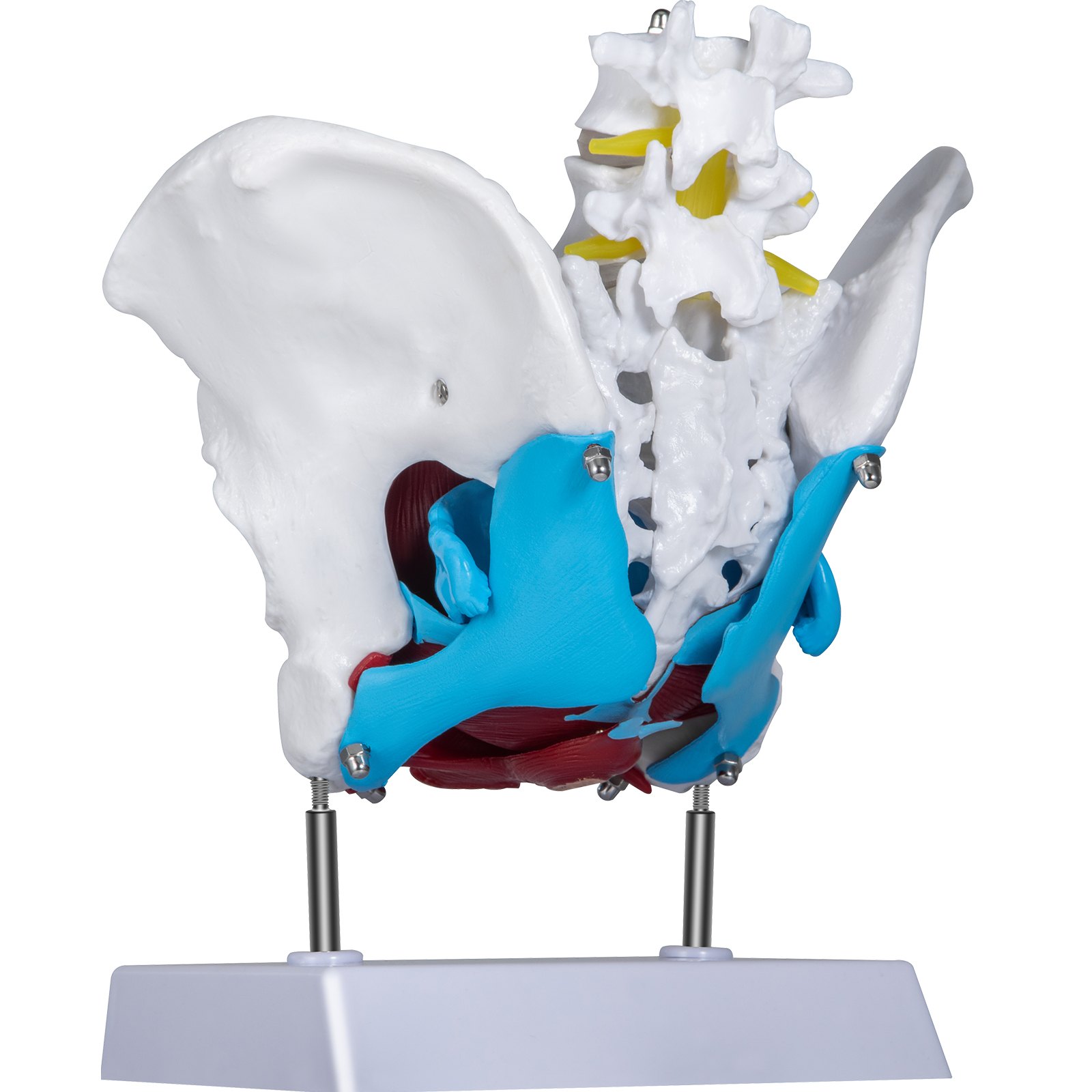 VEVOR Pelvis Femenina Médica Anatómica 20 x 15 x 20 cm Modelo de Pelvis Femenina con Base de PVC Modelo de Músculo del Piso Pélvico con 4 Partes Extraíbles de Tamaño Natural para Enseñanza Médica