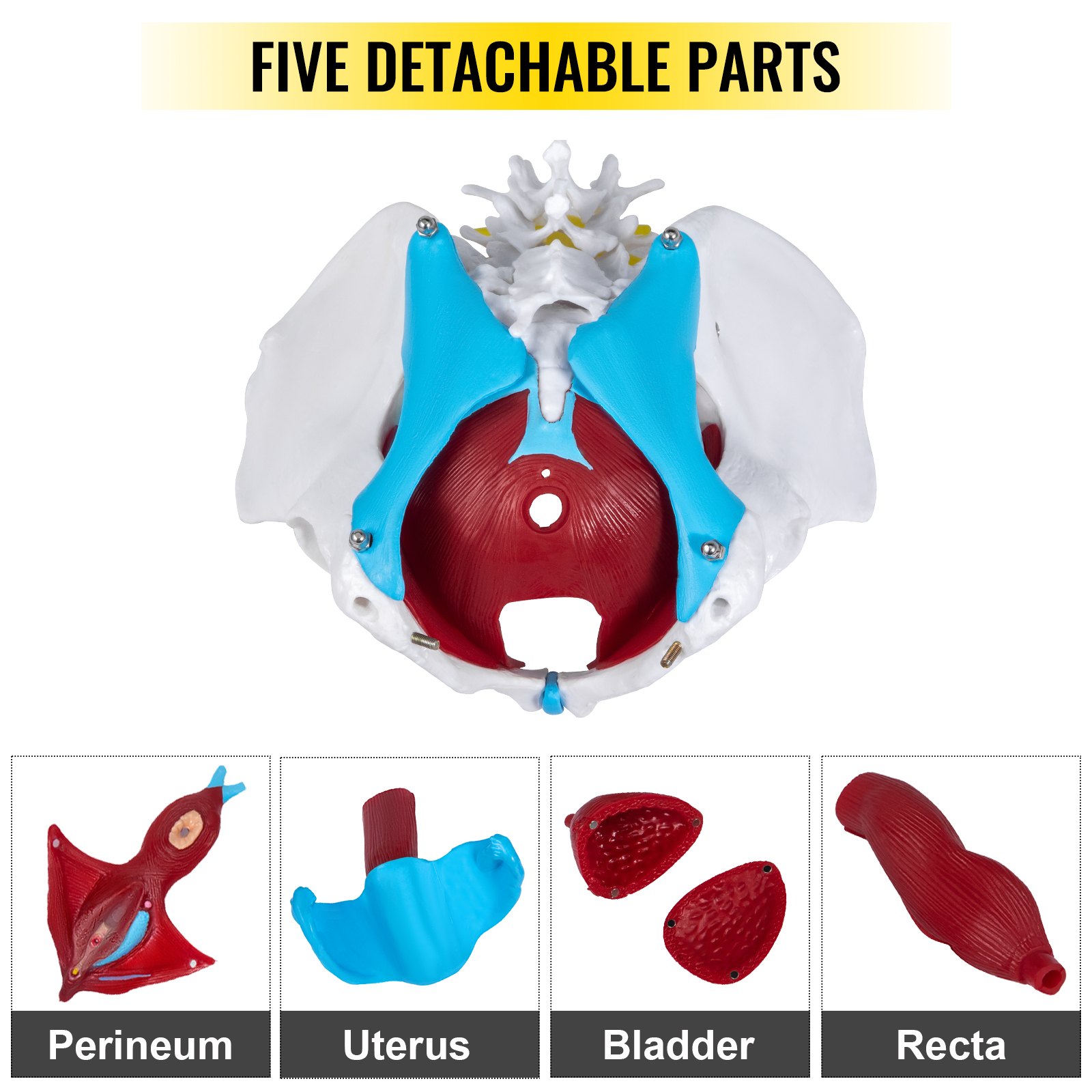 VEVOR Pelvis Femenina Médica Anatómica 20 x 15 x 20 cm Modelo de Pelvis Femenina con Base de PVC Modelo de Músculo del Piso Pélvico con 4 Partes Extraíbles de Tamaño Natural para Enseñanza Médica