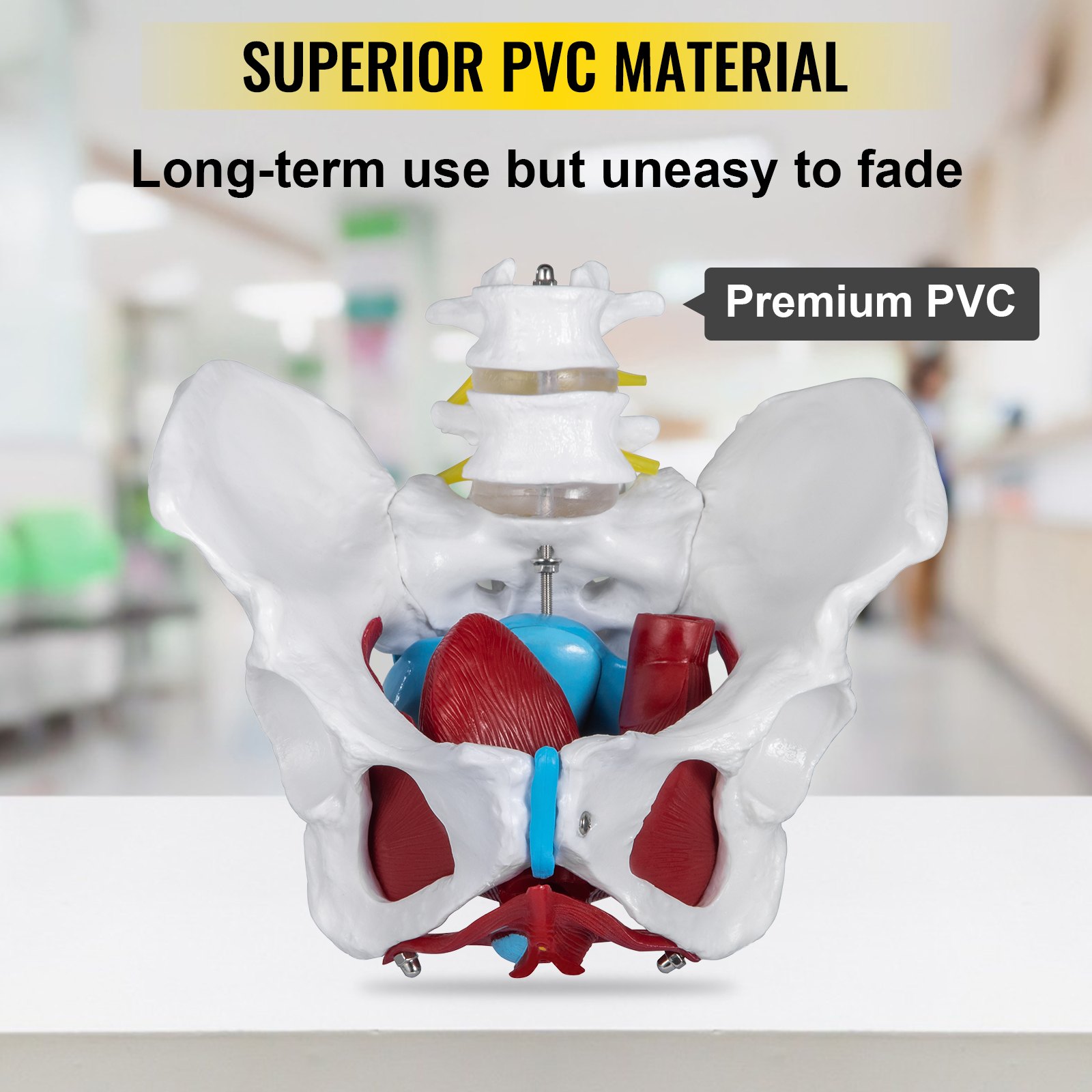 VEVOR Pelvis Femenina Médica Anatómica 20 x 15 x 20 cm Modelo de Pelvis Femenina con Base de PVC Modelo de Músculo del Piso Pélvico con 4 Partes Extraíbles de Tamaño Natural para Enseñanza Médica
