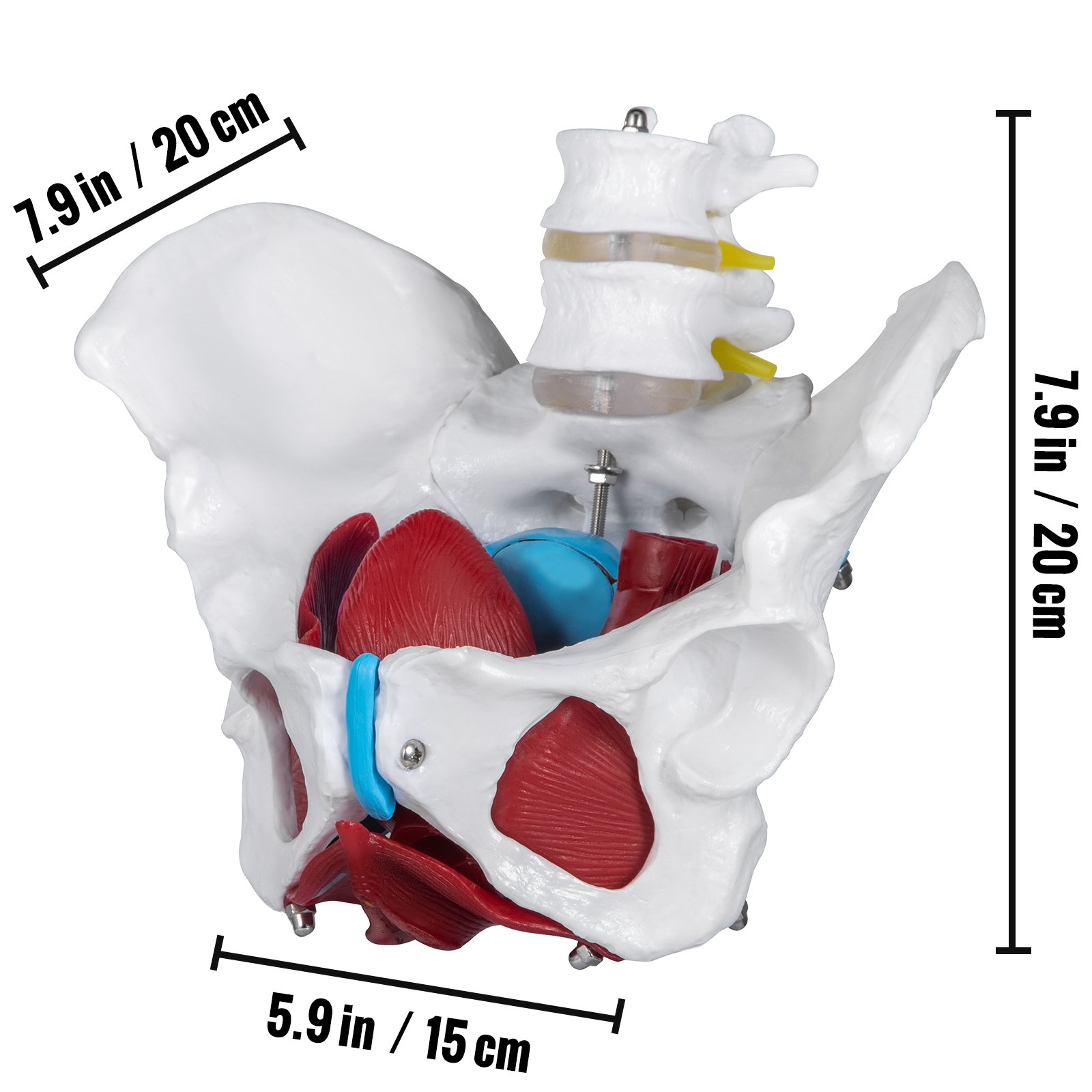 VEVOR Pelvis Femenina Médica Anatómica 20 x 15 x 20 cm Modelo de Pelvis Femenina con Base de PVC Modelo de Músculo del Piso Pélvico con 4 Partes Extraíbles de Tamaño Natural para Enseñanza Médica