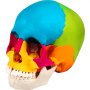 VEVOR Modelo de Cráneo Humano 22 Piezas Modelo Anatómico del Cráneo 1:1 PVC
