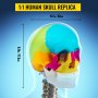 VEVOR Modelo de Cráneo Humano 22 Piezas Modelo Anatómico del Cráneo 1:1 PVC