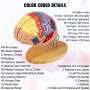Modelo de cerebro humano VEVOR codificado por colores con regiones etiquetadas sobre un soporte de base de madera.