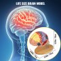 Modelo de cerebro humano VEVOR con secciones etiquetadas en un soporte de madera, exhibición de tamaño real.