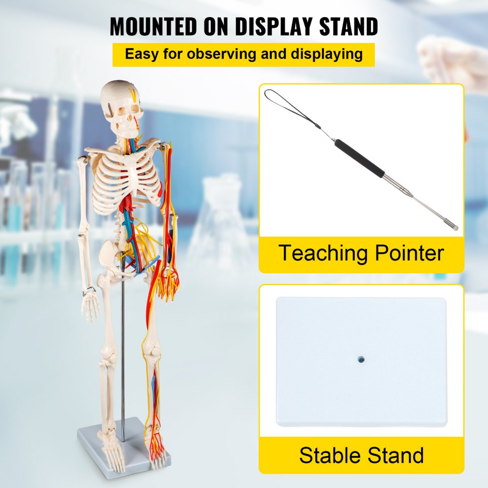 VEVOR Modelo de Cuerpo Humano de Anatomía 20x20x85 cm 1,8 kg Modelo de Esqueleto para Anatomía PVC Nervios Vasos Sanguíneos Vena Artería Enseñanza Escolar Investigación Profesional Estudio Anatómico