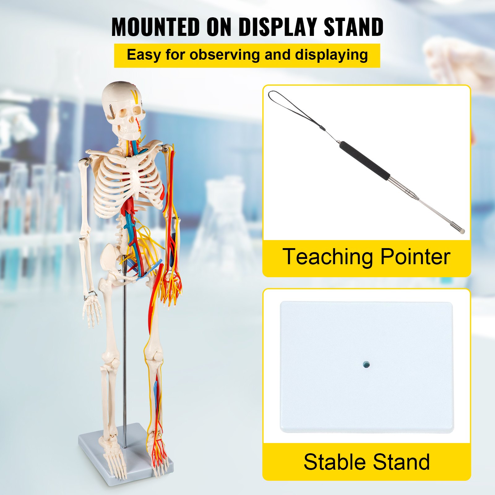 VEVOR Modelo de Cuerpo Humano de Anatomía 20x20x85 cm 1,8 kg Modelo de Esqueleto para Anatomía PVC Nervios Vasos Sanguíneos Vena Artería Enseñanza Escolar Investigación Profesional Estudio Anatómico