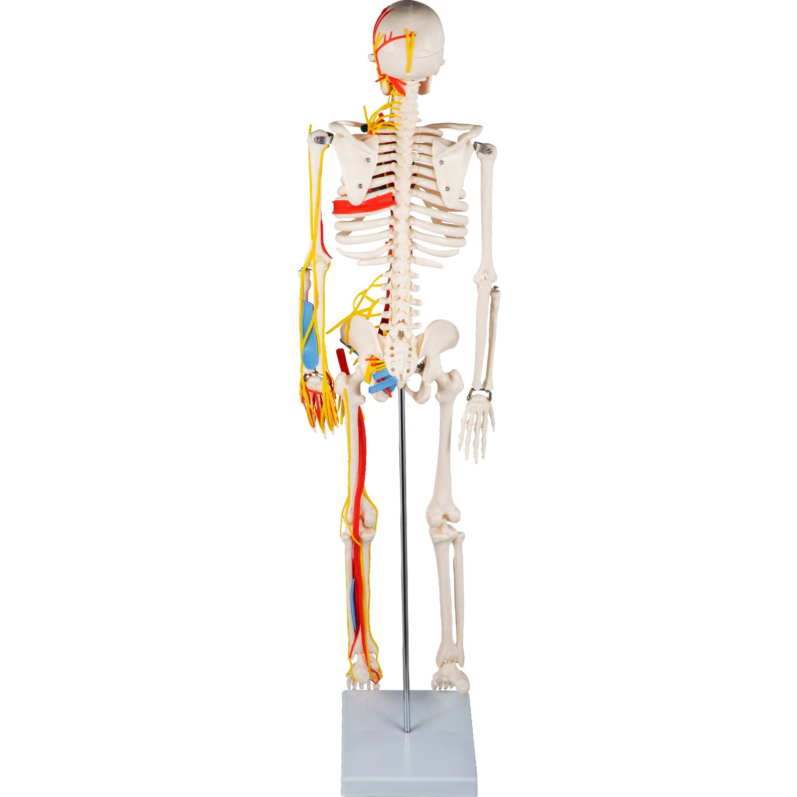 VEVOR Modelo de Cuerpo Humano de Anatomía 20x20x85 cm 1,8 kg Modelo de Esqueleto para Anatomía PVC Nervios Vasos Sanguíneos Vena Artería Enseñanza Escolar Investigación Profesional Estudio Anatómico