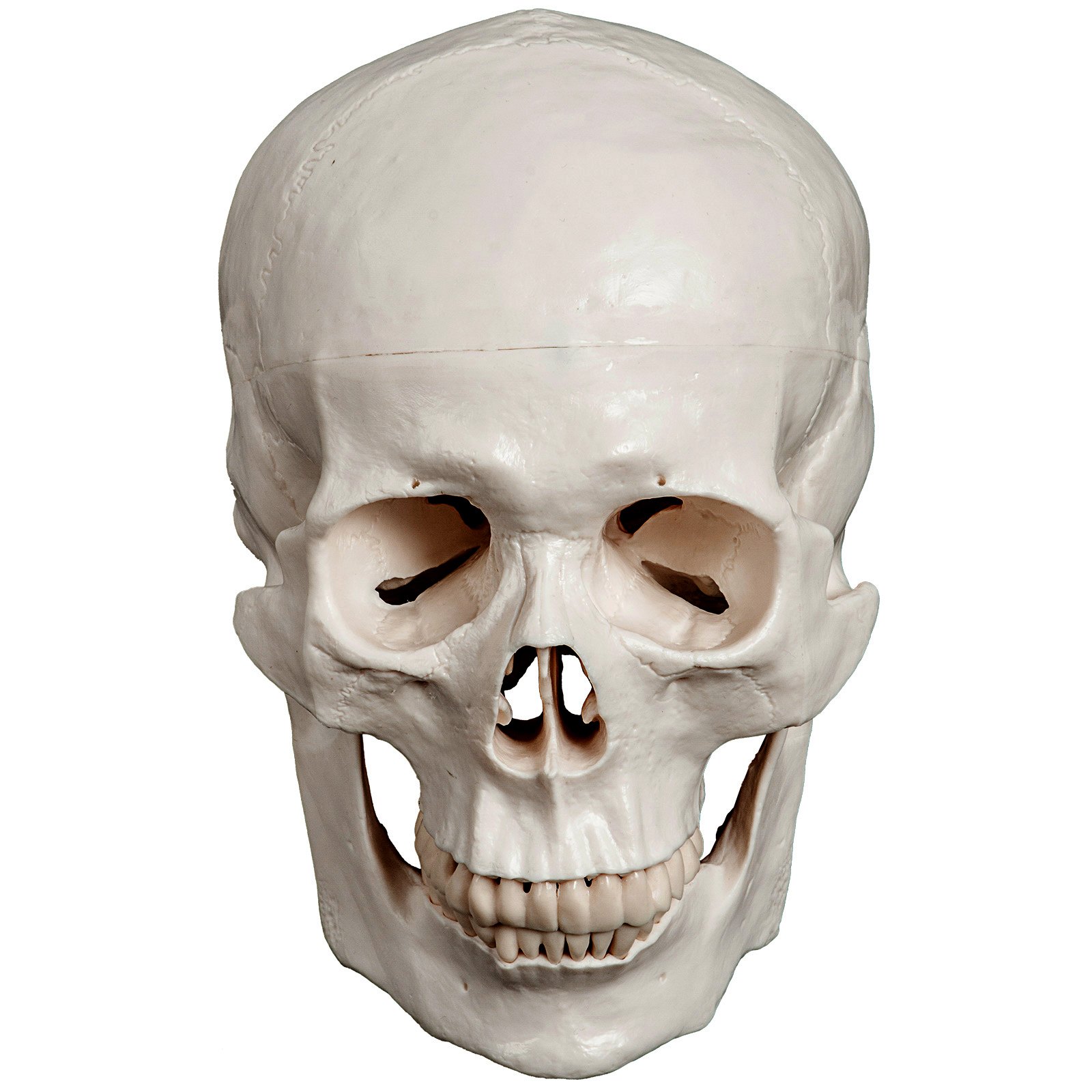 Vevor Esqueleto Humano Esqueleto Humano De Tamaño Realde Altura 157,48 Cm Pvc