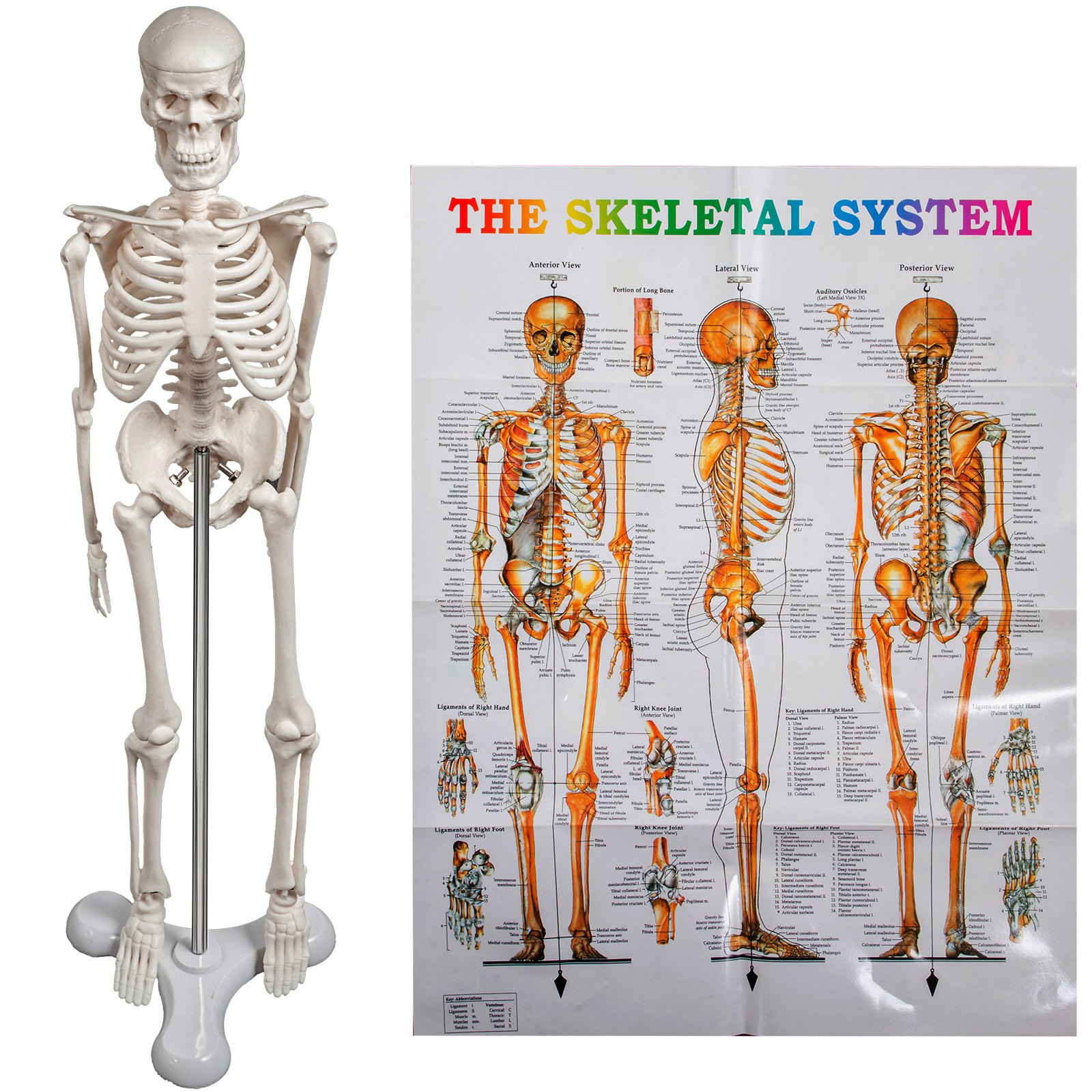 Vevor Esqueleto Humano Esqueleto Humano De Tamaño Realde Altura 157,48 Cm Pvc