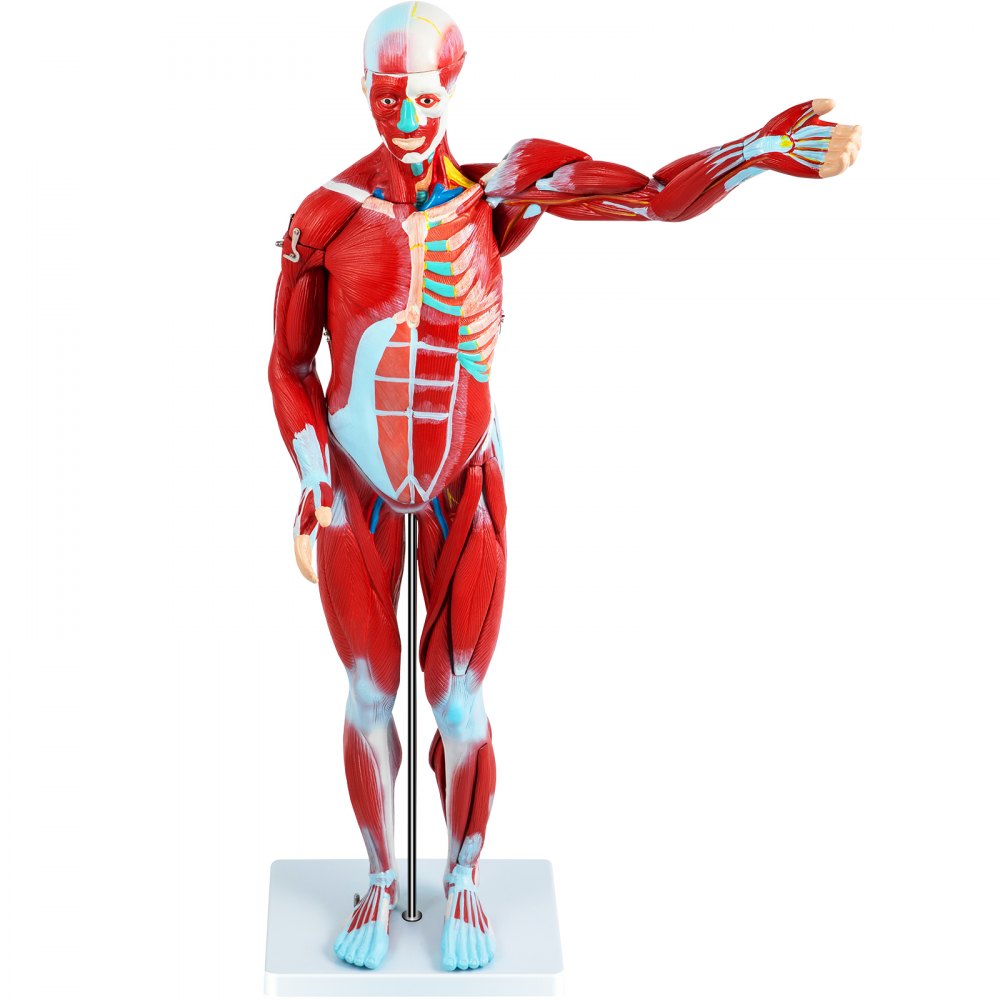 VEVOR Figura Muscular Humana 27 Partes Modelo de Anatomía Muscular 1/2 Modelo de Tamaño Natural