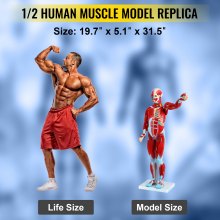 VEVOR Figura Muscular Humana 27 Partes Modelo de Anatomía Muscular 1/2 Modelo de Tamaño Natural