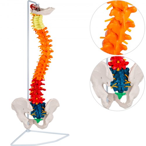 Modelo De Columna Vertebral Esquelética 85cm Soporte Resistente