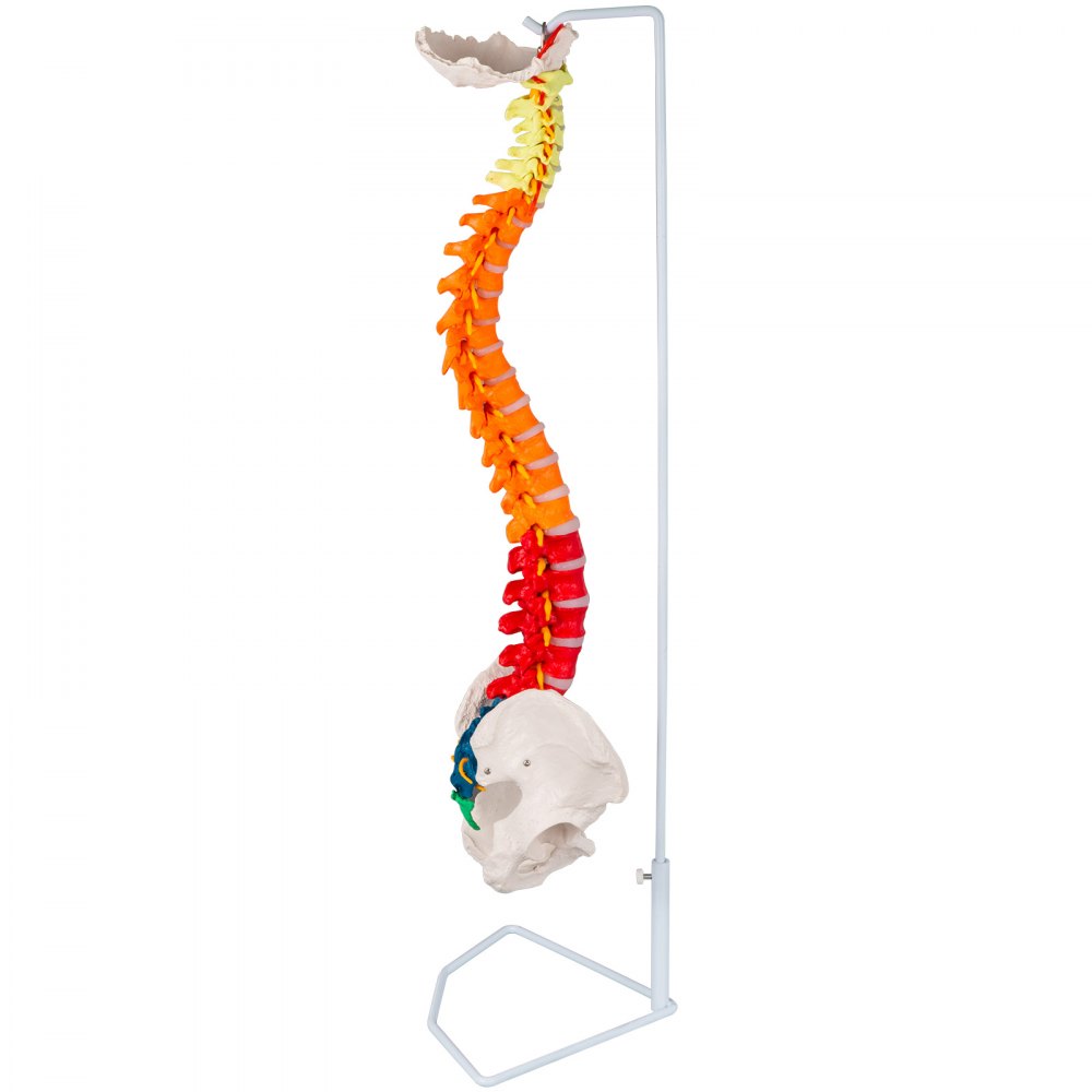 Modelo De Columna Vertebral Esquelética 85cm Soporte Resistente