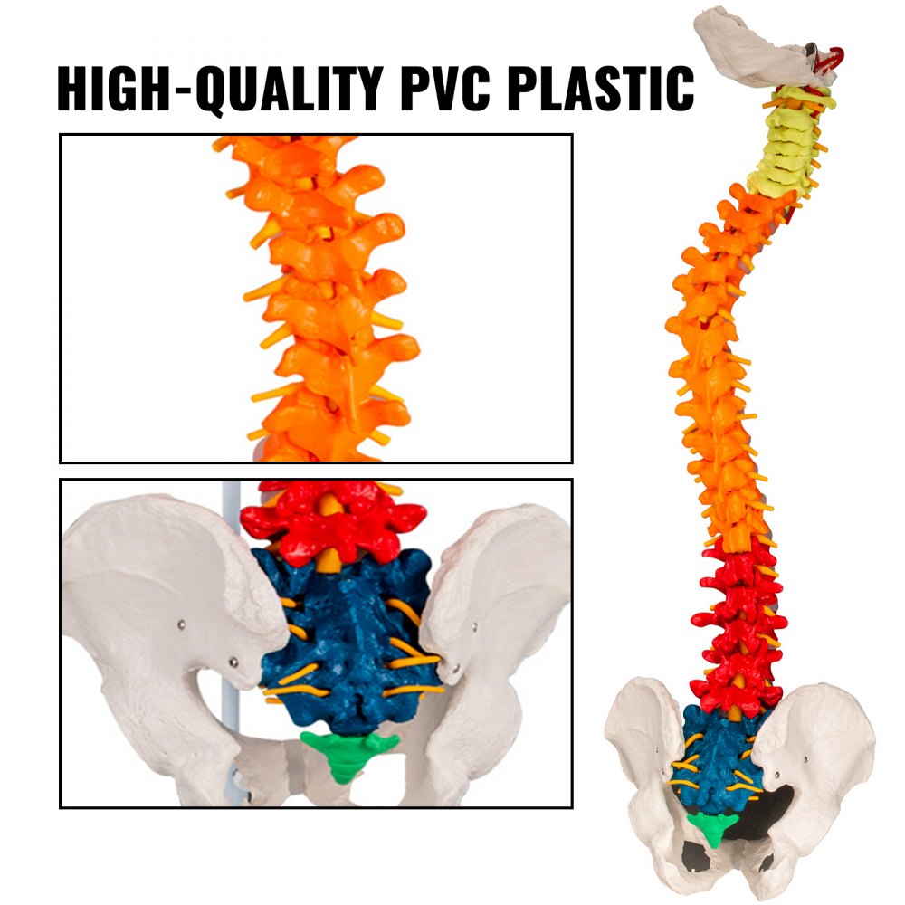 Modelo De Columna Vertebral Esquelética 85cm Soporte Resistente