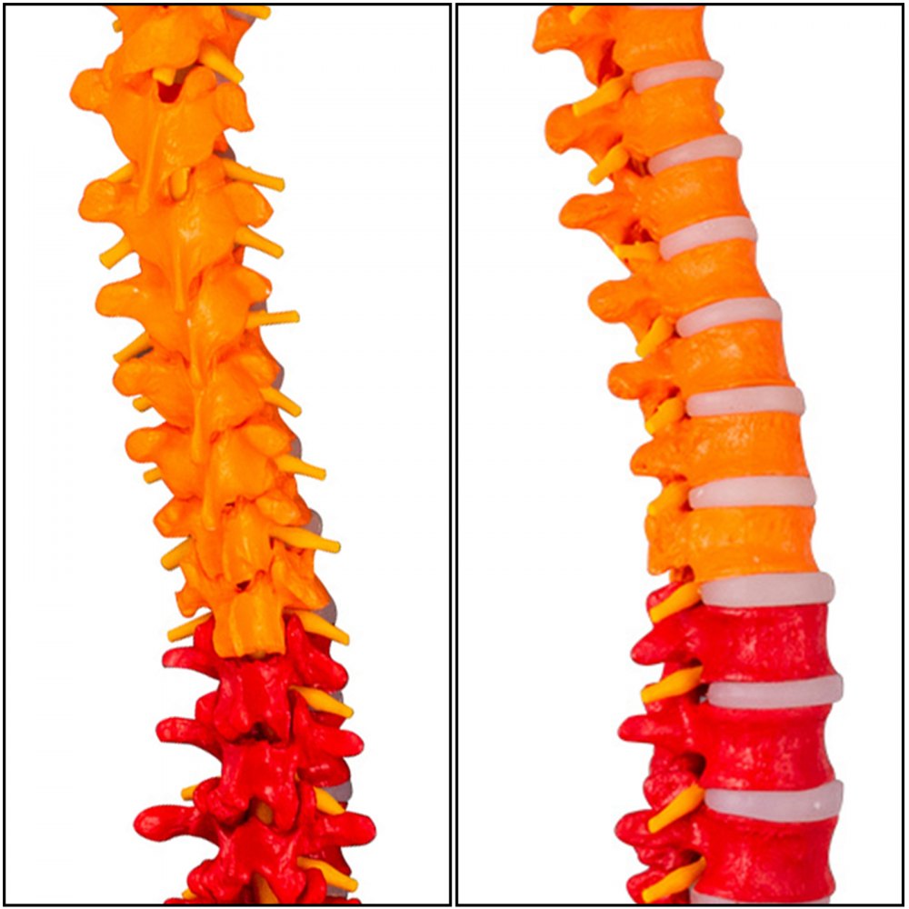 Modelo De Columna Vertebral Esquelética 85cm Soporte Resistente