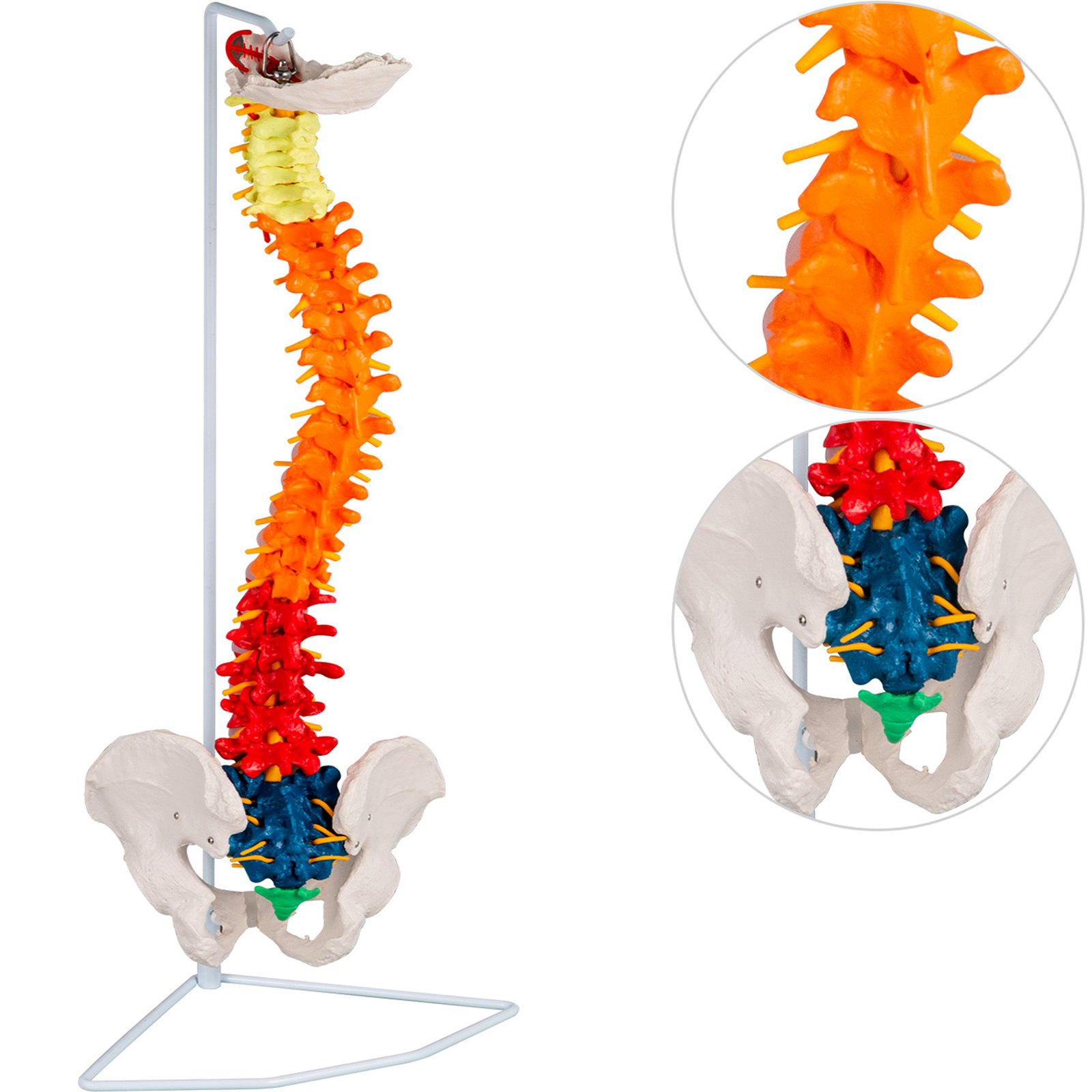 Modelo De Columna Vertebral Esquelética 85cm Soporte Resistente