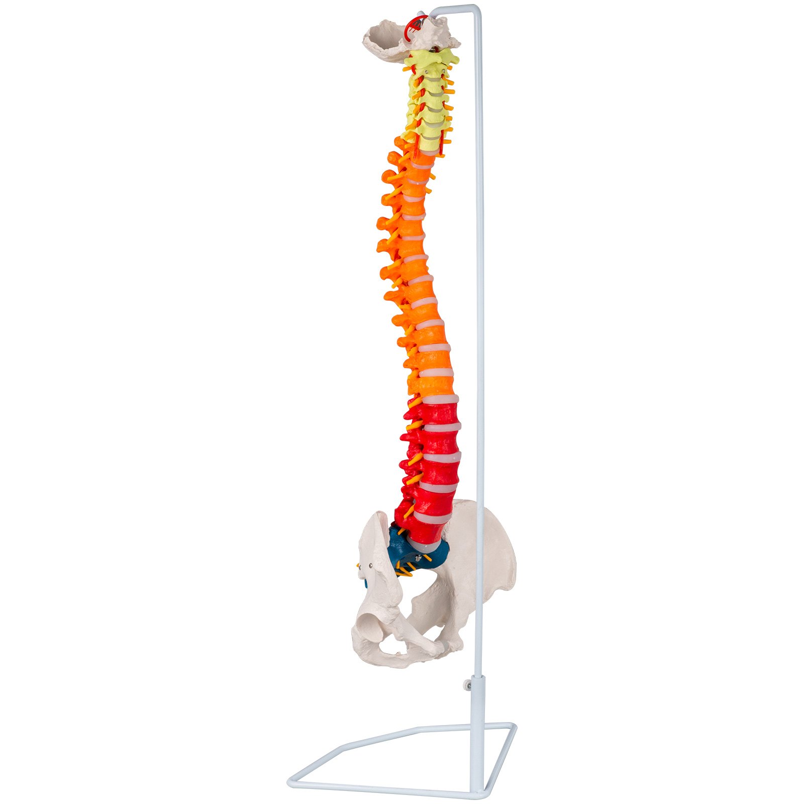 Modelo De Columna Vertebral Esquelética 85cm Soporte Resistente