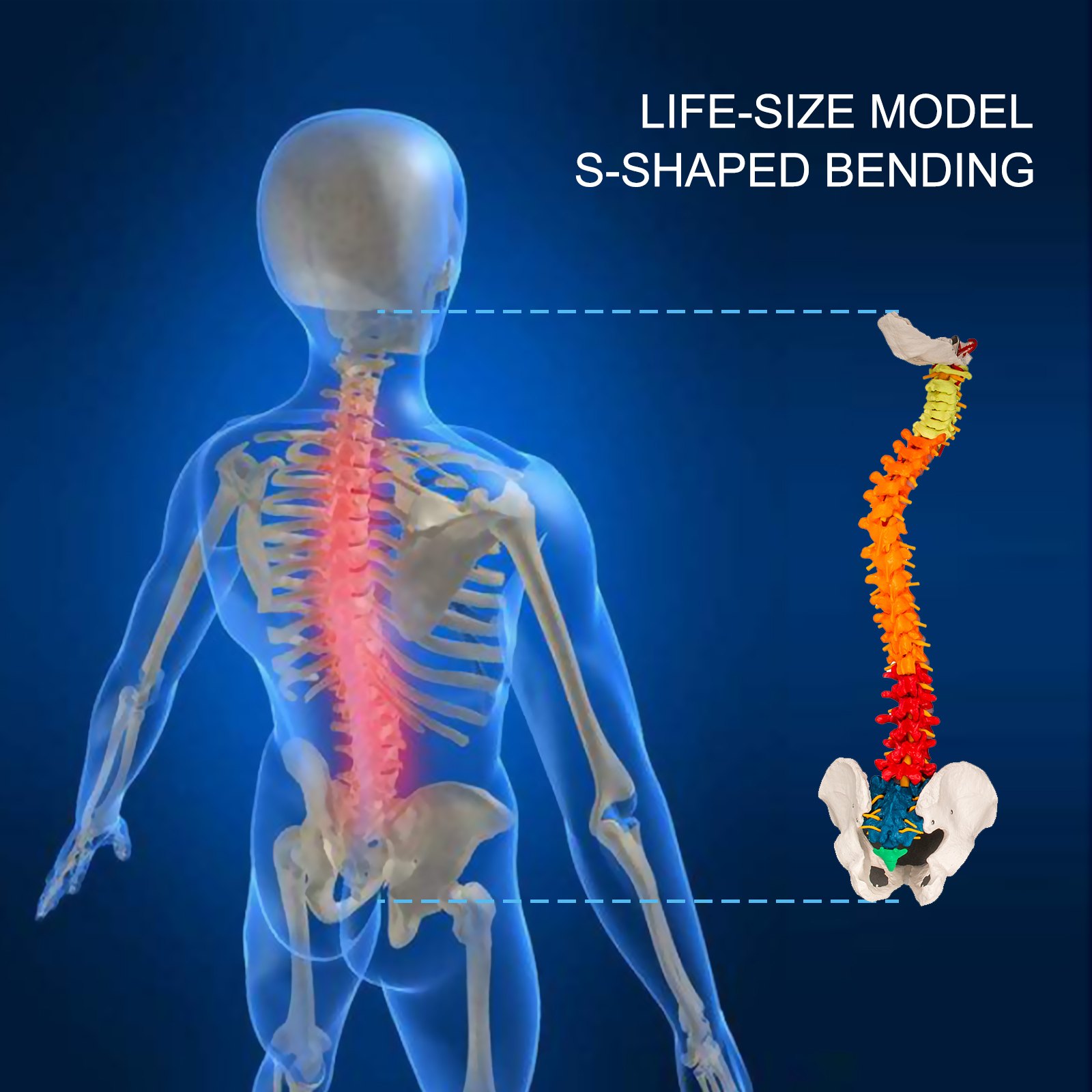 Modelo De Columna Vertebral Esquelética 85cm Soporte Resistente