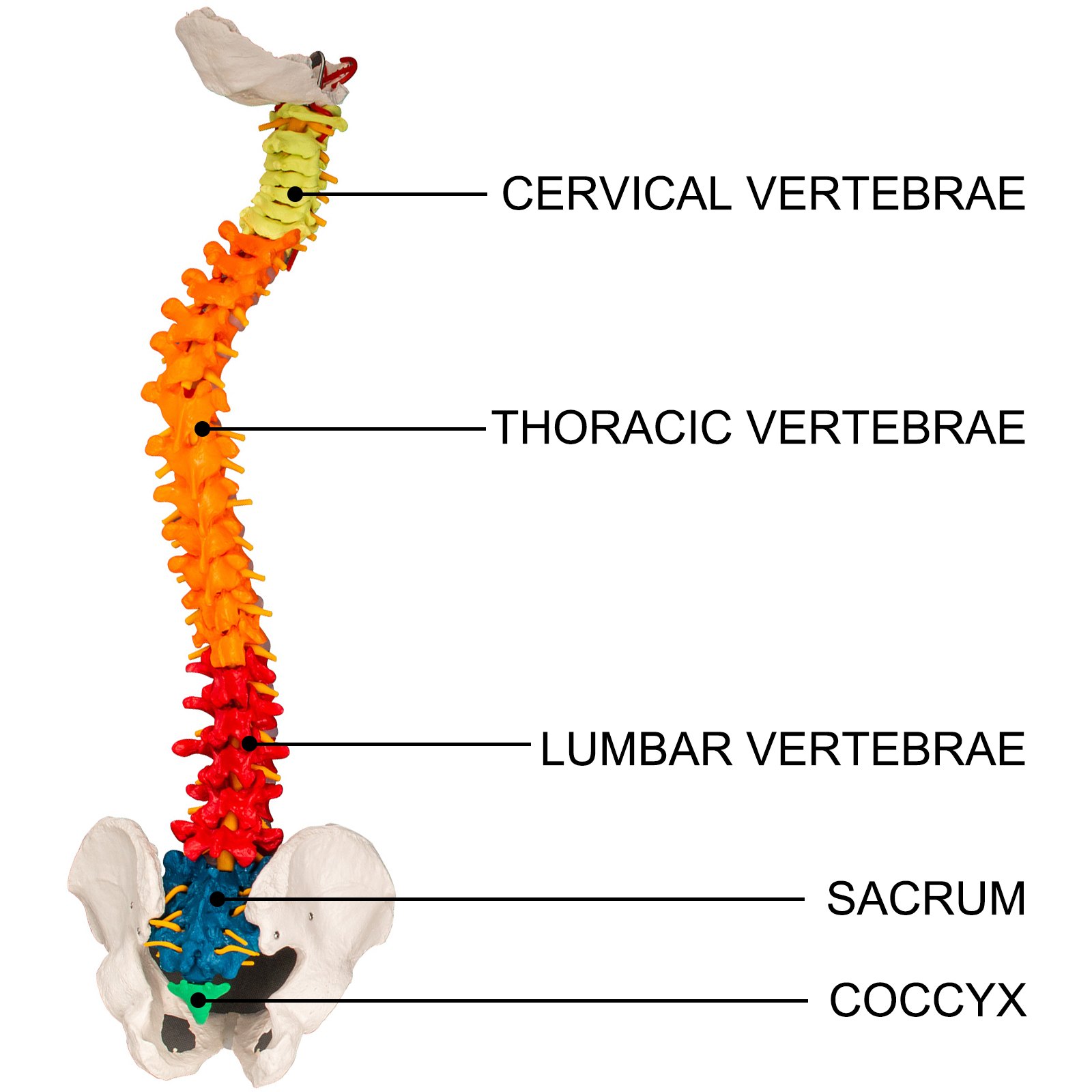 Modelo De Columna Vertebral Esquelética 85cm Soporte Resistente