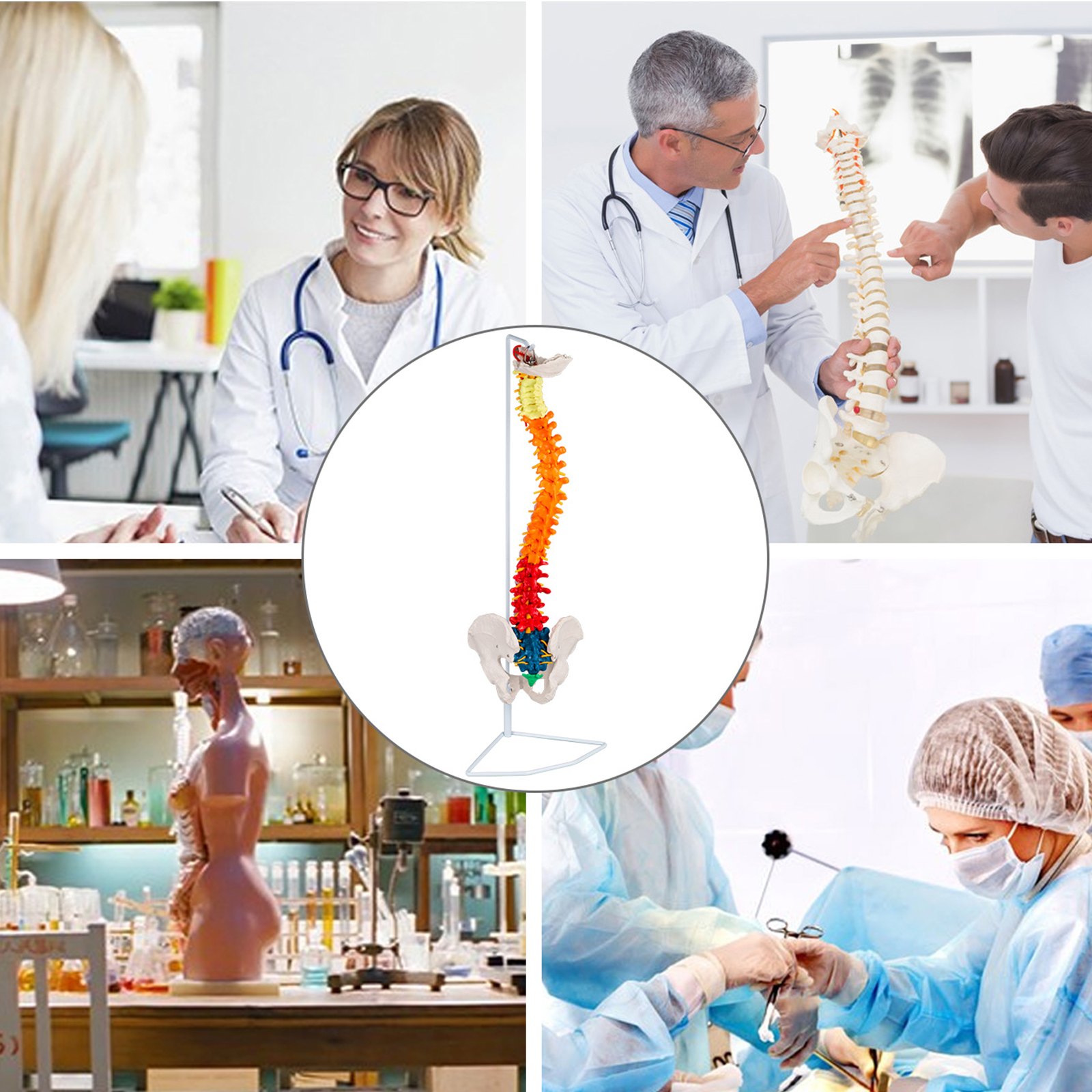 Modelo De Columna Vertebral Esquelética 85cm Soporte Resistente