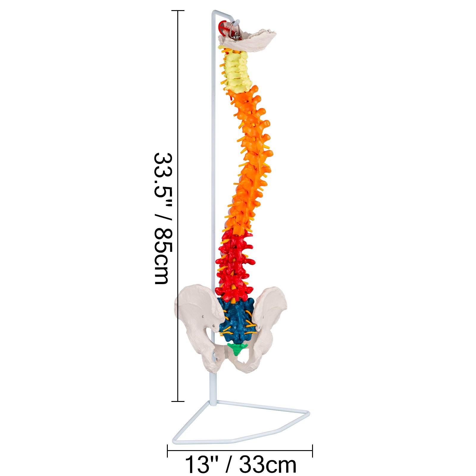 Modelo De Columna Vertebral Esquelética 85cm Soporte Resistente