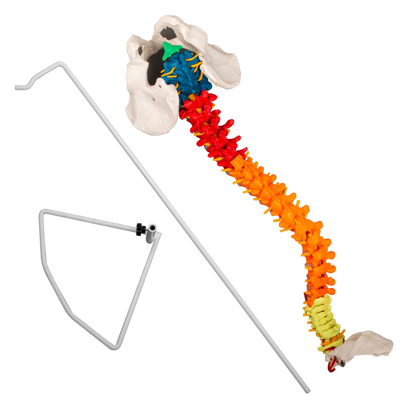 Modelo De Columna Vertebral Esquelética 85cm Soporte Resistente