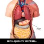 Torso superior del modelo de anatomía humana VEVOR que resalta los órganos viscerales detallados.