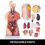 Modelo de anatomía humana VEVOR con partes desmontables que muestra los órganos internos y la estructura.