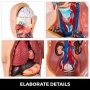 Modelo de anatomía humana VEVOR que muestra el cerebro, el cuello, los pulmones y los órganos abdominales detallados.