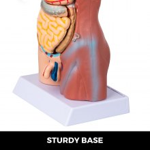 VEVOR Modelo de anatomía del torso,Modelo Anatómico Esqueleto de 45cm Torso Humano 23 Piezas Herramienta de Enseñanza Educativa