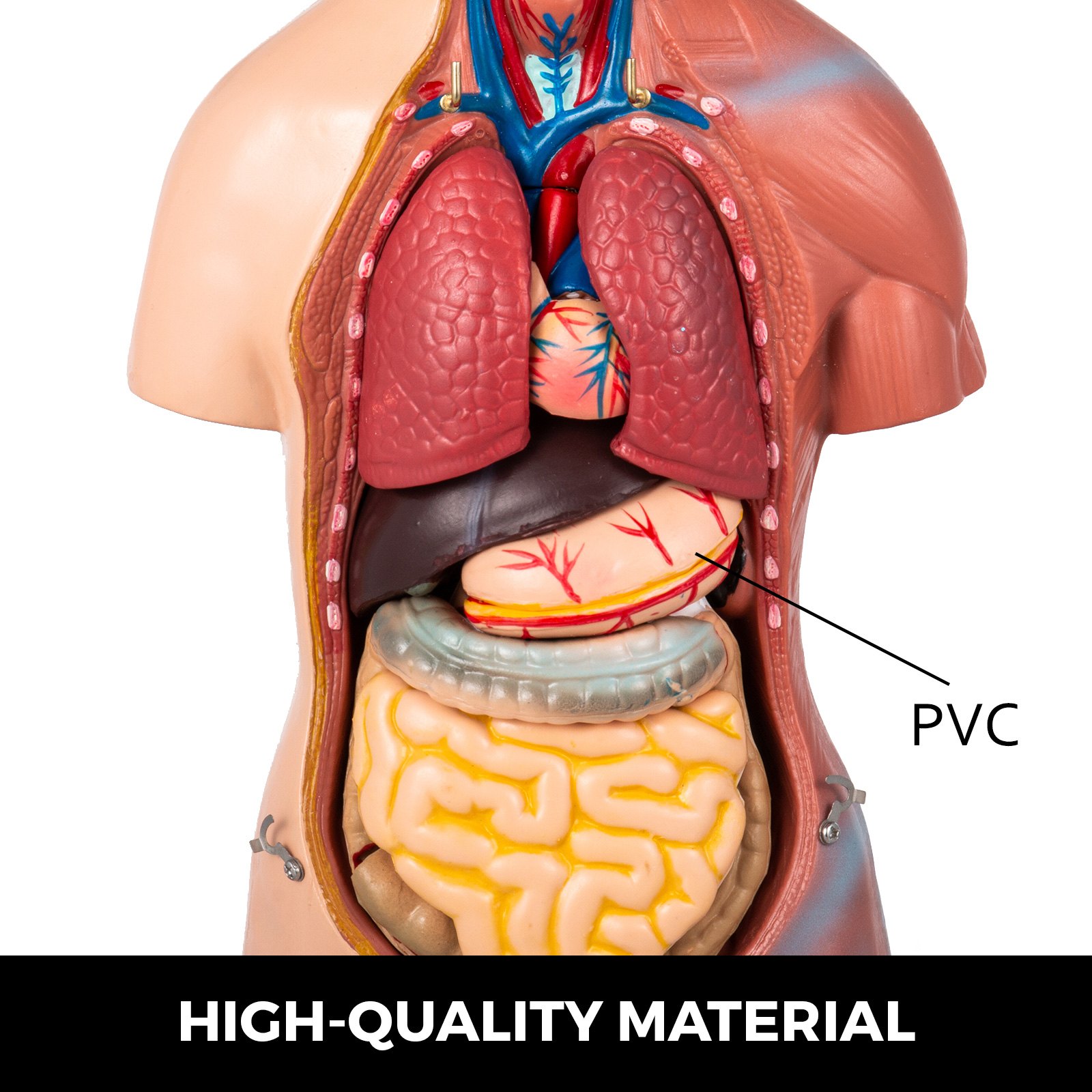 Torso superior del modelo de anatomía humana VEVOR que resalta los órganos viscerales detallados.