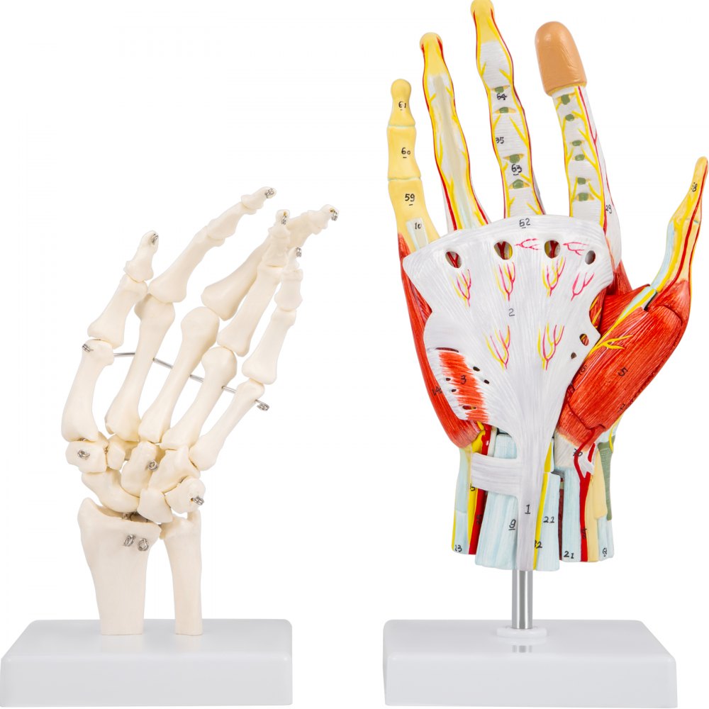 VEVOR Modelo Anatómico de Mano de Tamaño Natural 25x12 cm Modelo del Esqueleto de Mano 7 Partes Extraíbles Modelo de Músculos de Mano PVC Montaje de Imán con Base para Educación Médica o Referencia